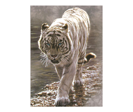 Tiger at river