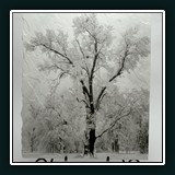 Oak Tree in Snow Storm