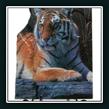 Bengal Tiger